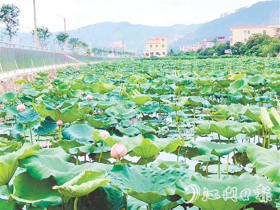 村內(nèi)新增的荷花池風(fēng)景優(yōu)美，成為村民休閑放松的好去處。