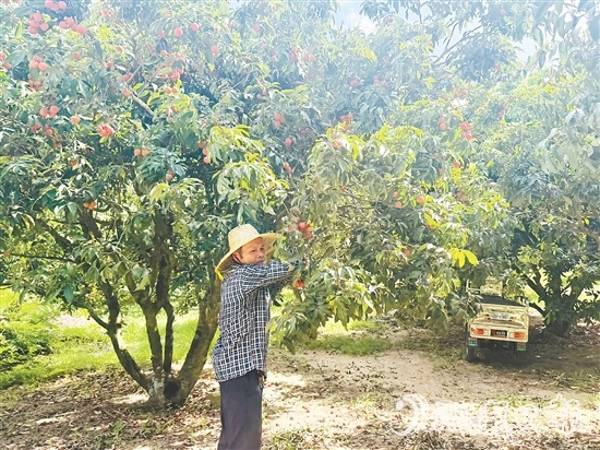 北陡鎮(zhèn)部分品種的荔枝已上市。