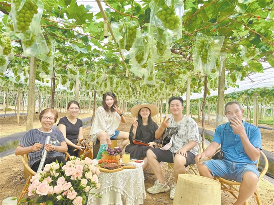 英姑葡萄園舉辦葡萄音樂會。譚鳳英