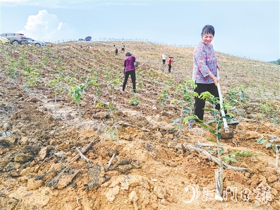 鶴城鎮(zhèn)坑尾村依托林地資源連片、坡度緩和等良好條件，主動(dòng)引入沉香種植和深加工產(chǎn)業(yè)。