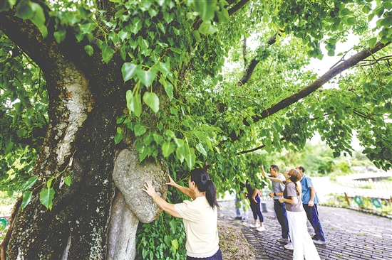 菩提古樹公園擁有一棵樹齡715年的菩提古樹。