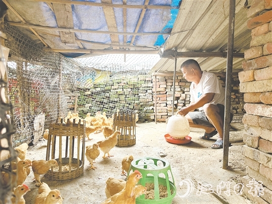 勞大叔掌握養(yǎng)雞技術(shù)后，家里的生活發(fā)生了變化。