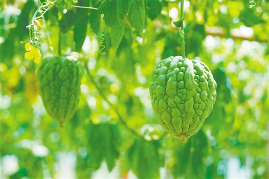 杜阮涼瓜體形肥大，肉厚色綠。