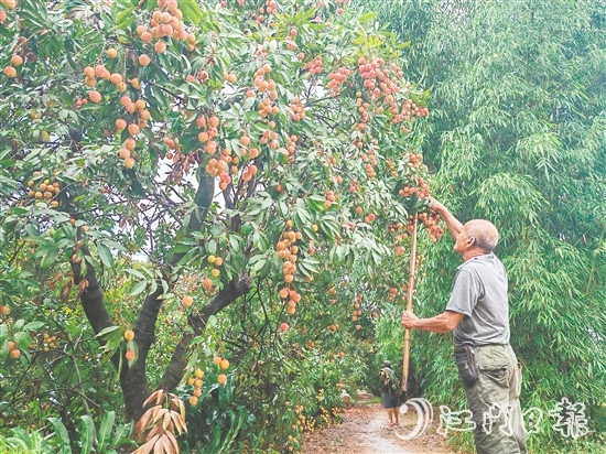 慈溪村荔枝批量上市，紅色的果實壓彎了枝頭。