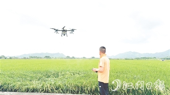 農(nóng)業(yè)技術人員利用大型植保無人機對農(nóng)田進行補肥殺蟲。