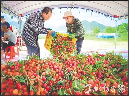 臺山市新時代文明實(shí)踐中心發(fā)揮“8+N”志愿服務(wù)總隊(duì)牽頭作用，聯(lián)合北陡鎮(zhèn)新時代文明實(shí)踐所加強(qiáng)與當(dāng)?shù)剞r(nóng)業(yè)部門的溝通對接，助力打響北陡荔枝品牌，成為新時代文明實(shí)踐的鮮活注腳。