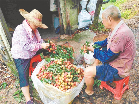 果園內(nèi)，果農(nóng)在整理剛摘下的荔枝。