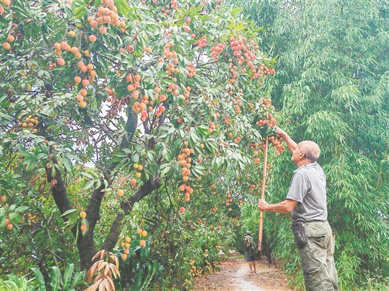 慈溪村荔枝批量上市，紅色的果實壓彎了枝頭。