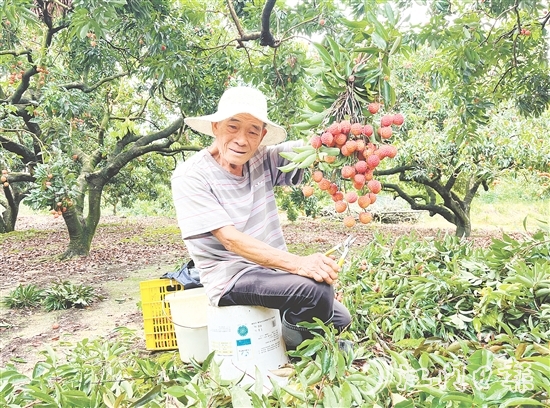 今年宅梧荔枝總產(chǎn)量預(yù)計(jì)250萬公斤，目前已陸續(xù)上市。