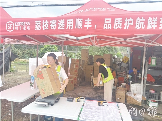 順豐、京東等快遞企業(yè)已進(jìn)駐宅梧鎮(zhèn)荷村村，助力宅梧荔枝走上全國消費(fèi)者的餐桌。