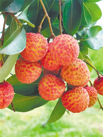 荔枝雖味美，但不要貪吃。