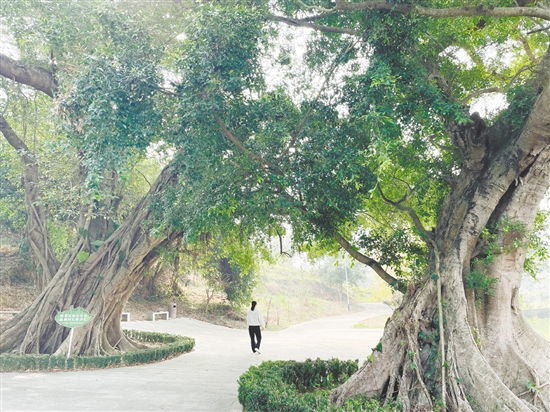 各級在藍(lán)田村投入約200萬元完成古樹公園建設(shè)、村道改造及村容村貌整治，提升古村風(fēng)貌。