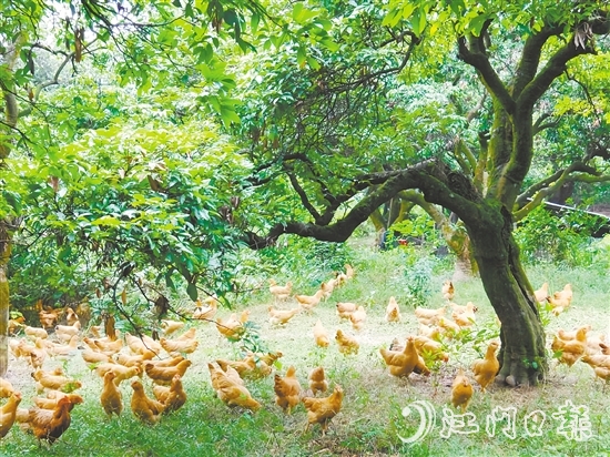 金雞鎮(zhèn)立足資源稟賦，加快推動農(nóng)業(yè)產(chǎn)業(yè)轉(zhuǎn)型升級，通過整合鎮(zhèn)域八大類22個特色農(nóng)產(chǎn)品，打造“金雞優(yōu)品”區(qū)域品牌。