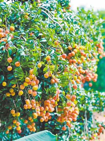 老荔枝樹掛滿了果實。