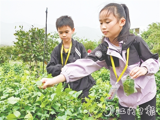 恩平簕菜富含黃酮類化合物、生物堿及多種微量元素。