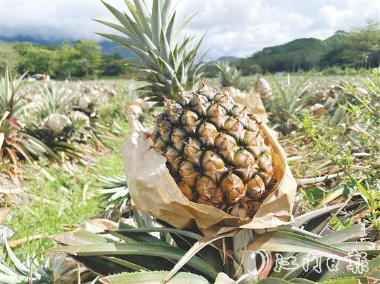 那吉鎮(zhèn)遠離工業(yè)污染，山清水秀，雨水充沛，氣候溫暖，種出來的鳳梨品質(zhì)優(yōu)良。