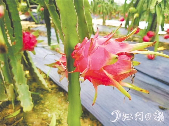 紅肉火龍果甜度高、營養(yǎng)價值豐富。