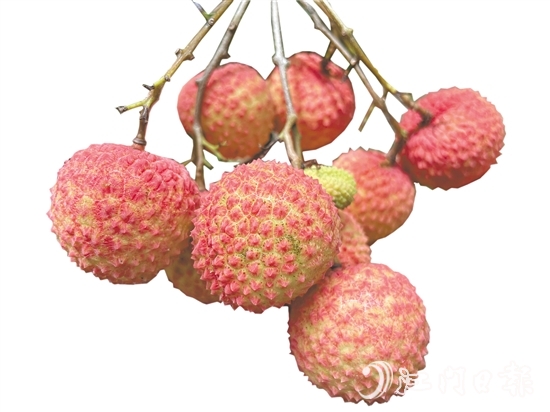 沙湖鎮(zhèn)種出的掛綠荔枝甜脆香糯。