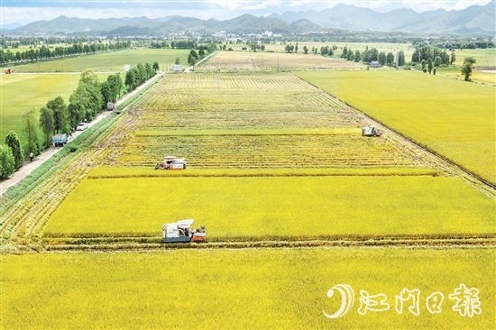 莘村村位于“廣東第一田”萬畝高產(chǎn)示范片核心區(qū)，科技賦能的強(qiáng)勁浪潮以磅礴之勢(shì)重塑這片土地的面貌與內(nèi)核，煥發(fā)全新生機(jī)與活力。