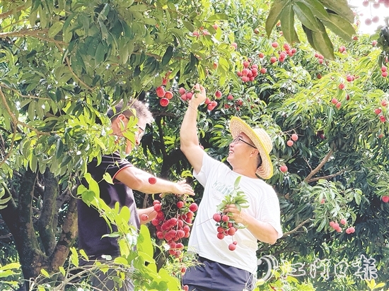 游客開(kāi)心采摘荔枝，果園內(nèi)一片歡聲笑語(yǔ)。