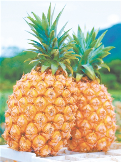 恩平那吉鳳梨。