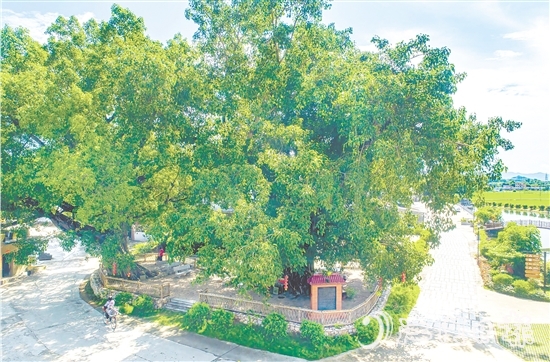 廣海鎮(zhèn)靖安村緊緊圍繞得天獨厚的“綠色瑰寶”，全力打造獨具“海絲”風(fēng)情的菩提古樹公園。