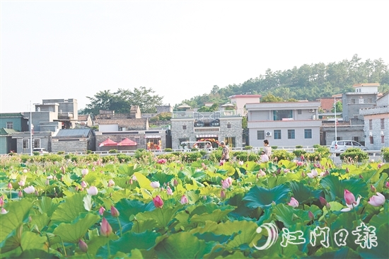 荷花嘉年華開幕以荷為紐帶，精心策劃多個(gè)特色環(huán)節(jié)，為游客帶來沉浸式體驗(yàn)。