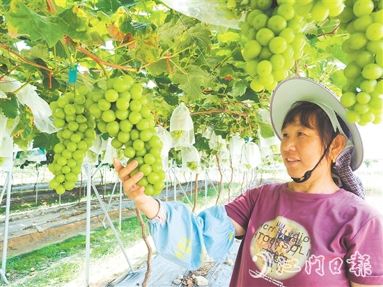 裕豐葡萄園管護(hù)人員查看葡萄長勢。