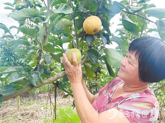 果農(nóng)在查看香蜜脆梨成熟度。