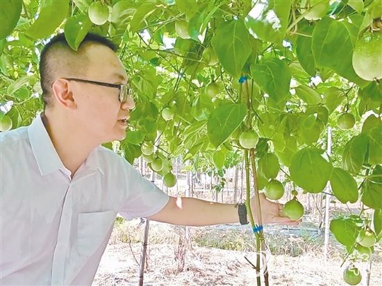 何湛慶查看著百香果的長勢。