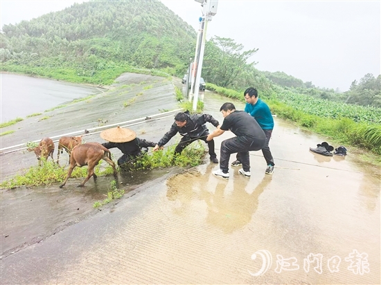 東成鎮(zhèn)黨員干部在巡查時，發(fā)現(xiàn)8頭散養(yǎng)家牛因受驚失控被困，迅速開展救援。