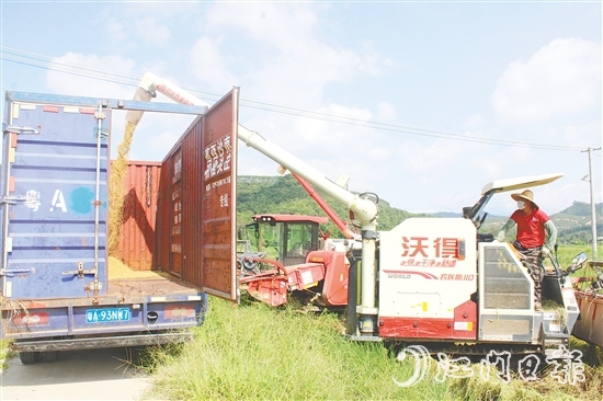 恩平市牛江供銷社馬龍?zhí)练N植示范基地早造稻谷迎來豐收。
