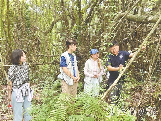 華南農(nóng)業(yè)大學(xué)植物保護(hù)學(xué)院團(tuán)隊(duì)實(shí)地考察新會(huì)小鳥(niǎo)天堂國(guó)家濕地公園古榕島。