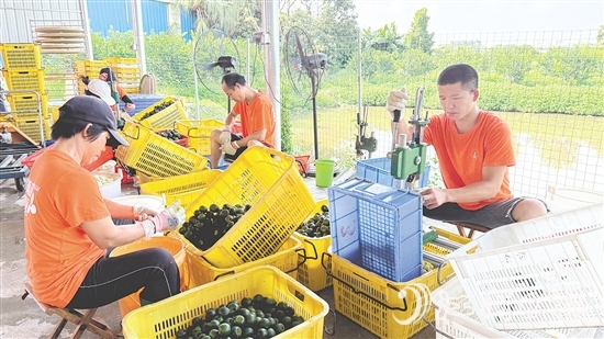 工人們正忙著將小青柑挖肉。