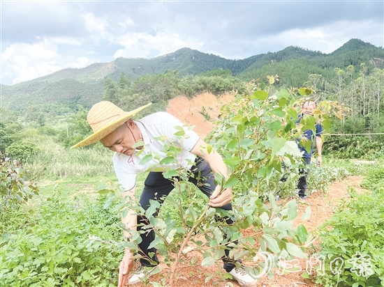 梁錦池在扶正倒伏的桉樹。