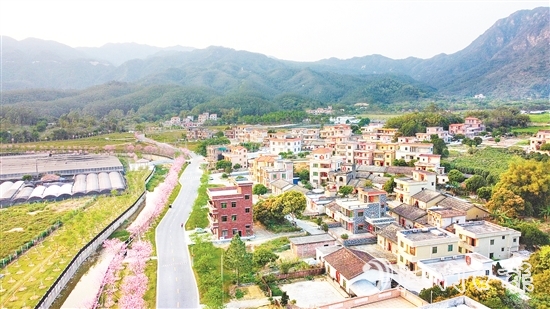 每到花期，鶴城鎮(zhèn)城西村的櫻花大道便會(huì)披上“粉裝”。