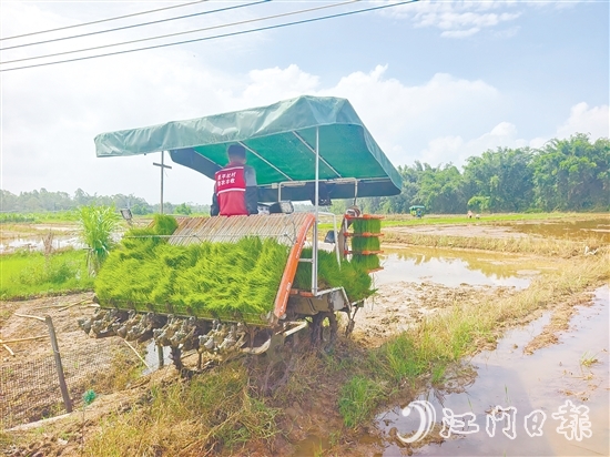 君堂鎮(zhèn)太平村啟動晚稻插秧工作，采用合理密植提單產(chǎn)技術(shù)，嚴(yán)格把控秧苗之間的行距、株距。