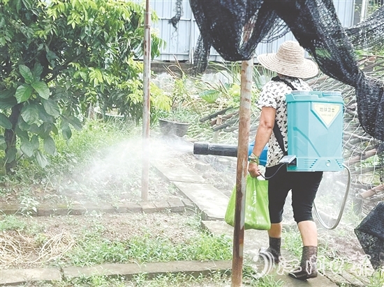 新會區(qū)安排消殺隊伍每周多次開展覆蓋式藥物噴灑，通過系統(tǒng)化滅蚊作業(yè)，降低疾病傳播風險。