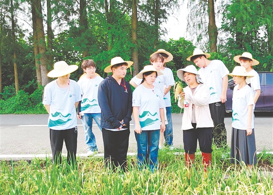 李蘇紅為隊員們介紹水稻生長各個環(huán)節(jié)的特點與注意事項。