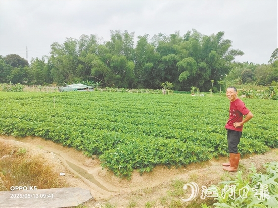 眼見推廣種植花生新品種效益高，收入增加了，南中村村民喜笑顏開。