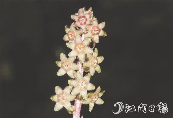 七星坑球子草是首個以“七星坑”命名的植物新種。