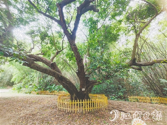 在人大監(jiān)督推動(dòng)下，開平市368棵古樹全部登記在冊，掛上保護(hù)牌。