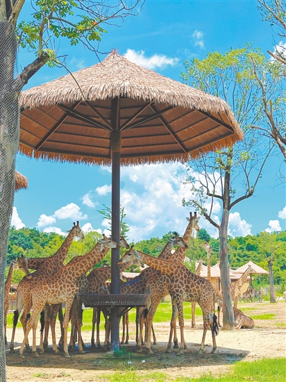 在清遠(yuǎn)長隆森林王國，可以與長頸鹿近距離互動(dòng)。