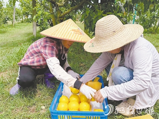 新一蓮塘生態(tài)園是三合鎮(zhèn)重點(diǎn)農(nóng)文旅項(xiàng)目之一，園內(nèi)黃晶果上市。