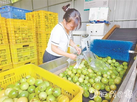 黃劍梅正在挑選百香果。