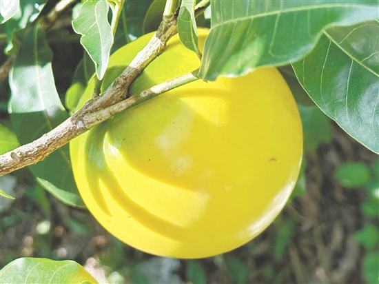 成熟的黃晶果外觀色澤金黃。