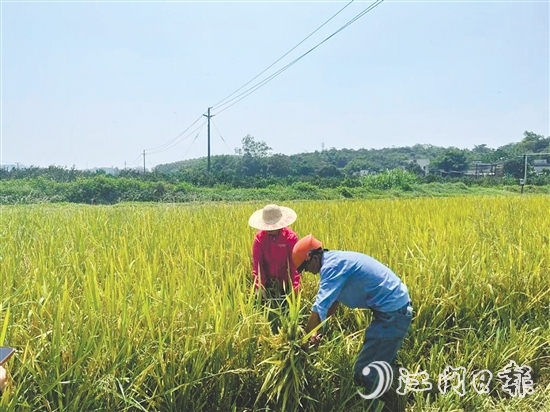 工作人員對水稻進行抽樣測產。