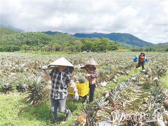 隨著金鉆鳳梨等農(nóng)產(chǎn)品走俏市場，農(nóng)業(yè)產(chǎn)業(yè)鏈條加速延伸，“那吉優(yōu)品”的知名度不斷攀升。
