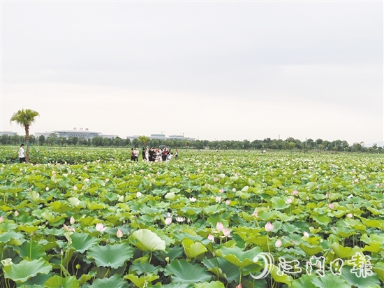 每到盛夏，梅江農業(yè)生態(tài)園荷花準時綻放，吸引游人打卡。
