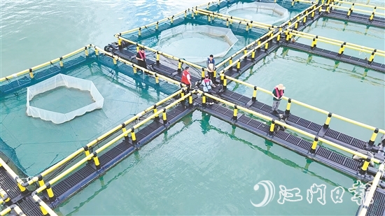 臺(tái)風(fēng)到來(lái)前，江門人保財(cái)險(xiǎn)理賠人員奔赴川島沿岸海洋牧場(chǎng)，勘察安全隱患。